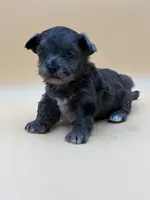 Happy, a male Shihpoo for sale in West Hollywood, CA – 2 of 10