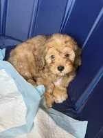 Dopey, a male Shihpoo for sale in Porterville, CA – 1 of 9