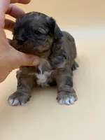 Sleepy, a male Shihpoo for sale in West Hollywood, CA – 4 of 10