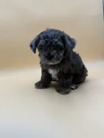 Happy, a male Shihpoo for sale in Porterville, CA – 9 of 9