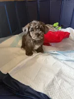 Happy, a male Shihpoo for sale in Porterville, CA – 7 of 9