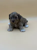 Dopey, a male Shihpoo for sale in West Hollywood, CA – 5 of 10