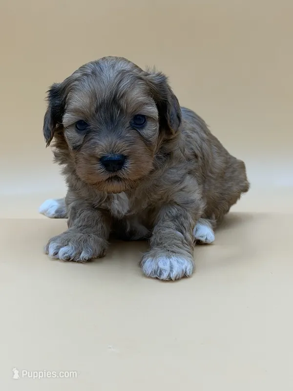 Dopey – Shihpoo puppy for sale in West Hollywood, CA