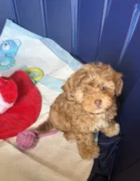 Bashful, a male Shihpoo and Poodle - Toy  for sale in West Hollywood, CA – 8 of 9
