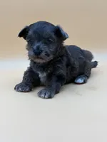 Happy, a male Shihpoo for sale in West Hollywood, CA – 8 of 10