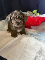 Happy, a male Shihpoo for sale in Porterville, CA – 3 of 9