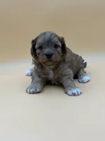 Dopey, a male Shihpoo for sale in West Hollywood, CA – 8 of 10