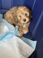 Dopey, a male Shihpoo for sale in Porterville, CA – 6 of 9