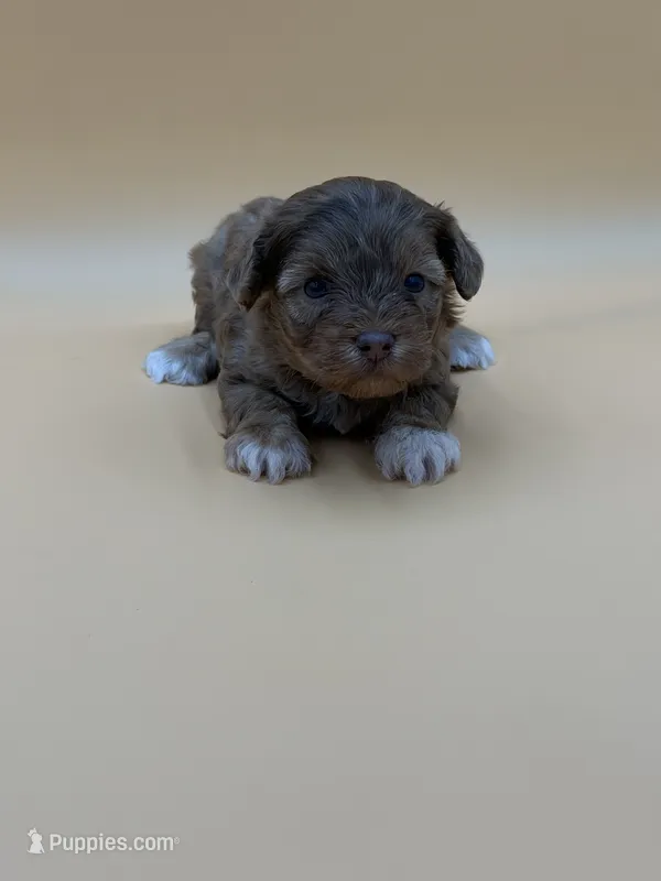 Bashful – Shihpoo puppy for sale in West Hollywood, CA