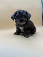 Happy, a male Shihpoo for sale in Porterville, CA – 4 of 9