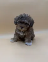 Bashful, a male Shihpoo and Poodle - Toy  for sale in West Hollywood, CA – 7 of 9