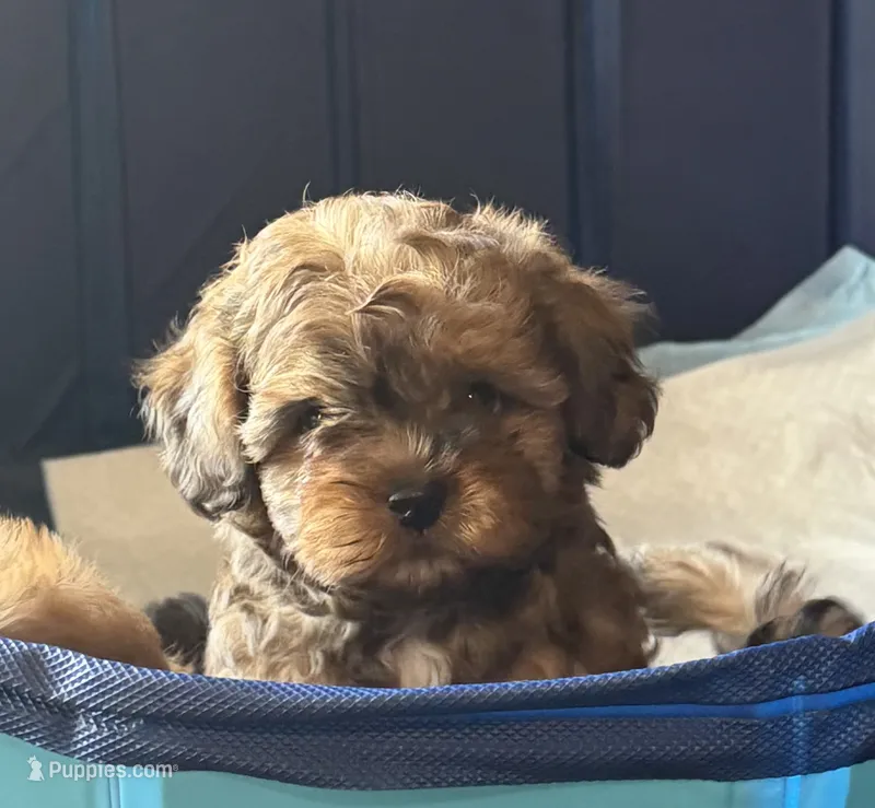 Baby boy  – Shihpoo, Shih Tzu puppy for sale in West Hollywood, CA