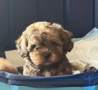 Baby boy , a male Shihpoo and Shih Tzu for sale in West Hollywood, CA – 1 of 9