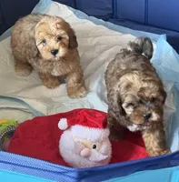 Baby boy , a male Shihpoo and Shih Tzu for sale in West Hollywood, CA – 4 of 9