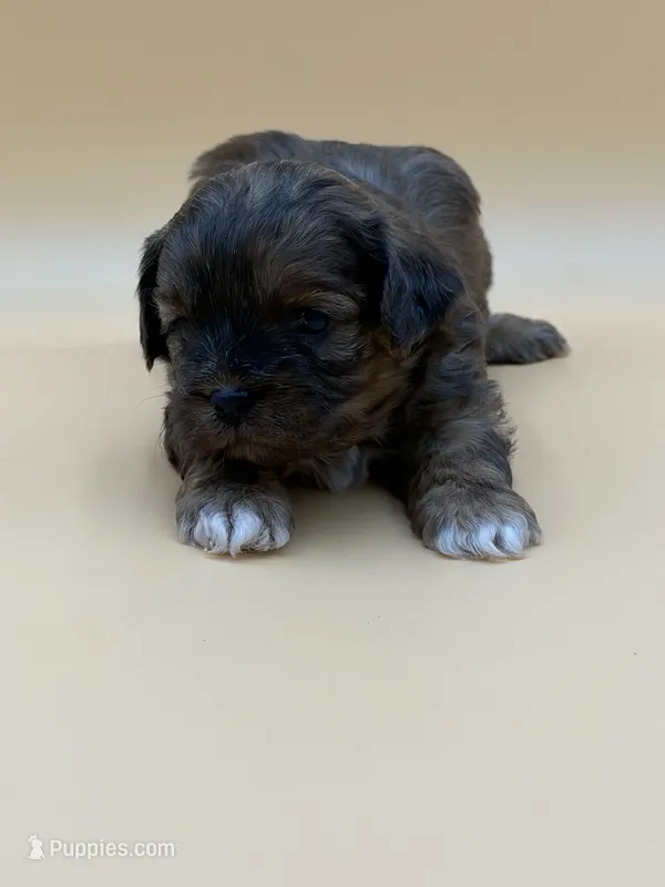 Sleepy – Shihpoo puppy for sale in West Hollywood, CA