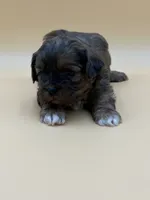 Sleepy, a male Shihpoo for sale in West Hollywood, CA – 1 of 10