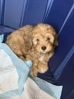 Dopey, a male Shihpoo for sale in Porterville, CA – 5 of 9