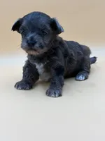 Happy, a male Shihpoo for sale in West Hollywood, CA – 5 of 10