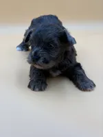 Happy, a male Shihpoo for sale in West Hollywood, CA – 4 of 10