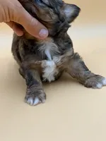 Sleepy, a male Shihpoo for sale in West Hollywood, CA – 9 of 10