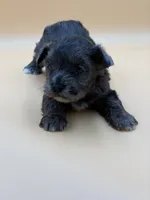 Happy, a male Shihpoo for sale in West Hollywood, CA – 7 of 10