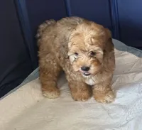 Dopey, a male Shihpoo for sale in Porterville, CA – 3 of 9