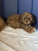 Baby boy , a male Shihpoo and Shih Tzu for sale in West Hollywood, CA – 6 of 9