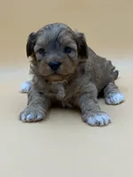 Dopey, a male Shihpoo for sale in West Hollywood, CA – 10 of 10