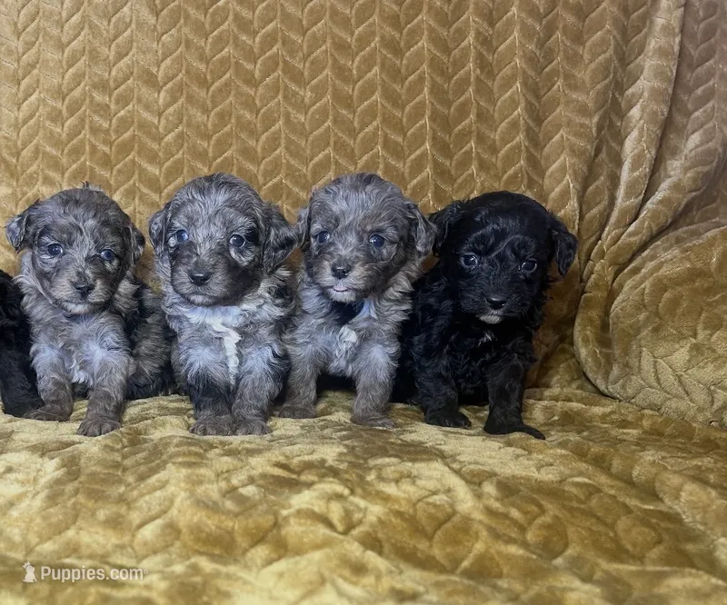 5 puppies
