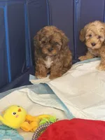 Baby boy , a male Shihpoo and Shih Tzu for sale in West Hollywood, CA – 5 of 9