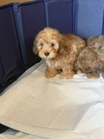 Dopey, a male Shihpoo for sale in Porterville, CA – 9 of 9