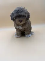 Bashful, a male Shihpoo and Poodle - Toy  for sale in West Hollywood, CA – 5 of 9