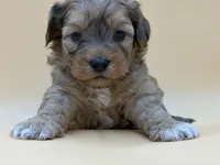 Dopey, a male Shihpoo for sale in West Hollywood, CA – 3 of 10