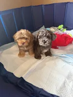 Happy, a male Shihpoo for sale in Porterville, CA – 6 of 9