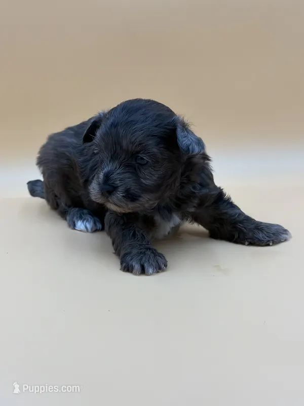 Happy – Shihpoo puppy for sale in West Hollywood, CA