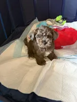 Happy, a male Shihpoo for sale in Porterville, CA – 5 of 9