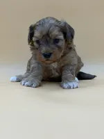 Dopey, a male Shihpoo for sale in West Hollywood, CA – 7 of 10
