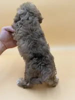 Bashful, a male Shihpoo and Poodle - Toy  for sale in West Hollywood, CA – 9 of 9