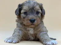 Dopey, a male Shihpoo for sale in West Hollywood, CA – 6 of 10