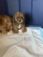 Baby boy , a male Shihpoo and Shih Tzu for sale in West Hollywood, CA – 9 of 9