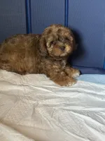 Baby boy , a male Shihpoo and Shih Tzu for sale in West Hollywood, CA – 8 of 9