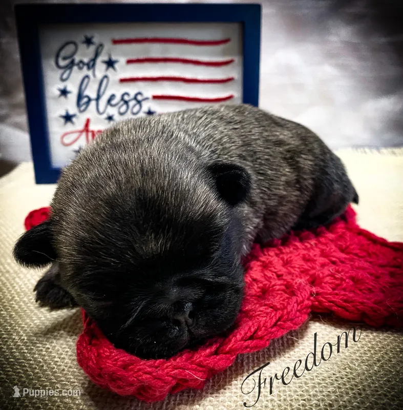 Freedom – Pug puppy for sale in Danville, KY