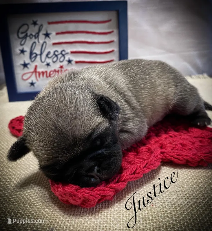 Justice – Pug puppy for sale in Danville, KY