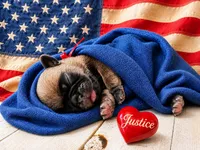 Justice, a male Pug for sale in Danville, KY – 1 of 1