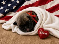 Liberty, a female Pug for sale in Danville, KY – 1 of 1