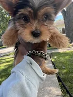 Max, a male Yorkshire Terrier for sale in Chicago, IL – 3 of 3