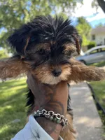 Zack, a male Yorkshire Terrier for sale in Chicago, IL – 2 of 2