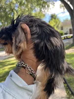 Max, a male Yorkshire Terrier for sale in Chicago, IL – 1 of 3