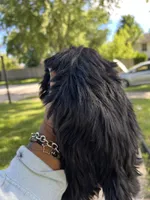 Dia, a female Yorkshire Terrier for sale in Chicago, IL – 2 of 2