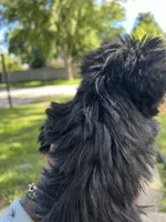 Zack, a male Yorkshire Terrier for sale in Chicago, IL – 1 of 2